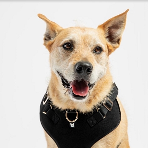 Aquafleece Harness,Water RepeLLant Black M -Silver Paw